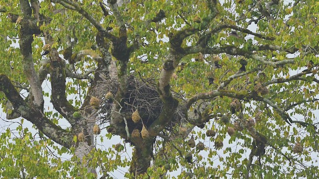 Kara Dokumacı - ML644952346