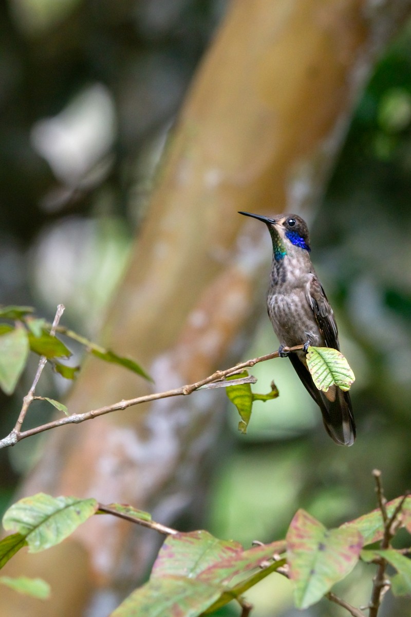 Brown Violetear - ML644952347