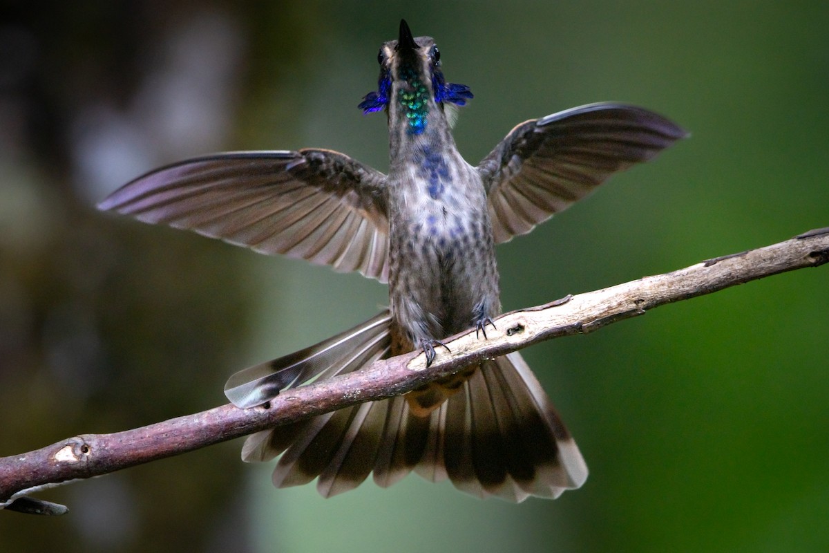 Brown Violetear - ML644952348