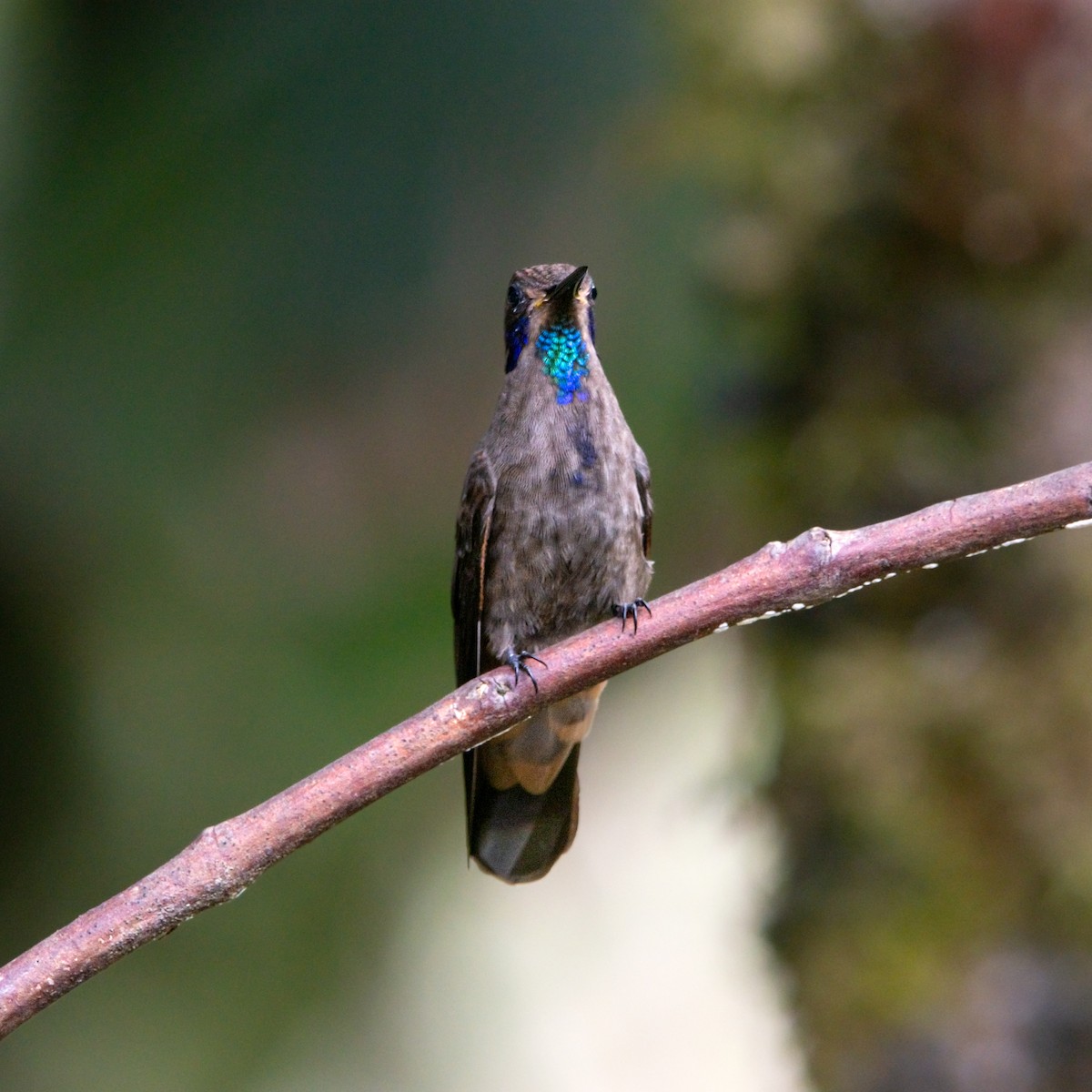 Brown Violetear - ML644952349