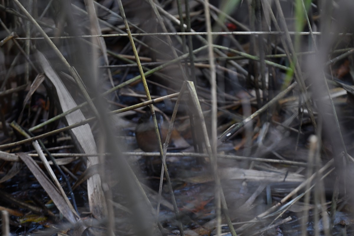 Пастушок віргінський - ML644952350