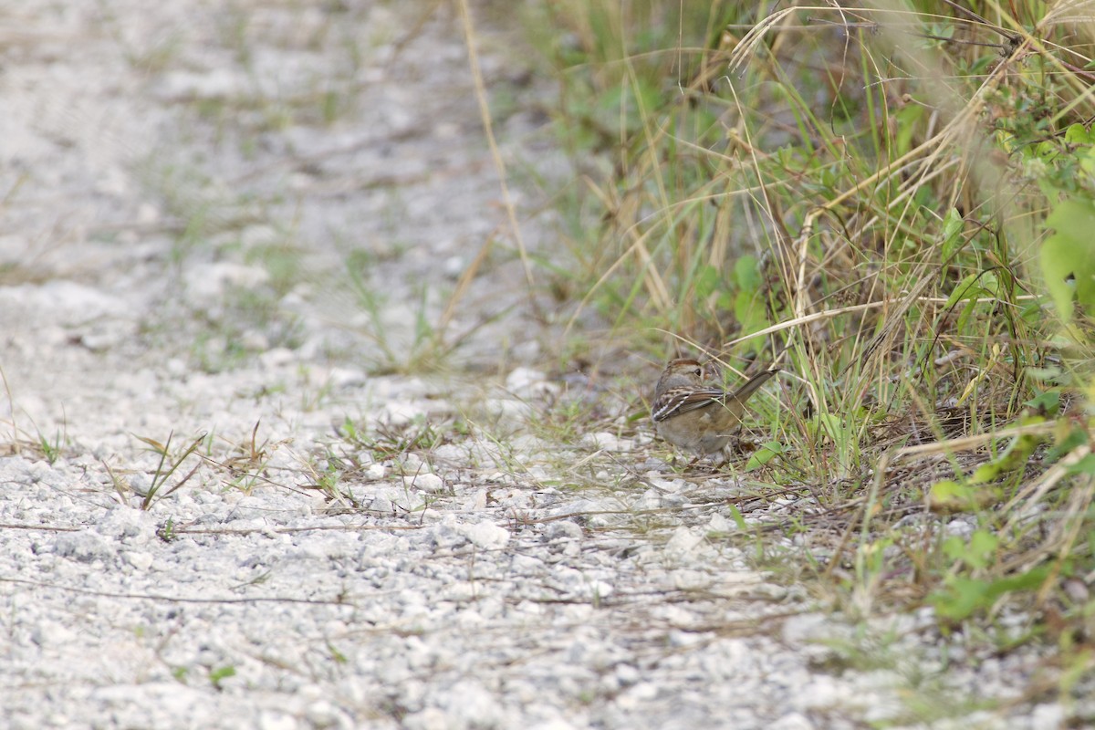 White-crowned Sparrow - ML644952354