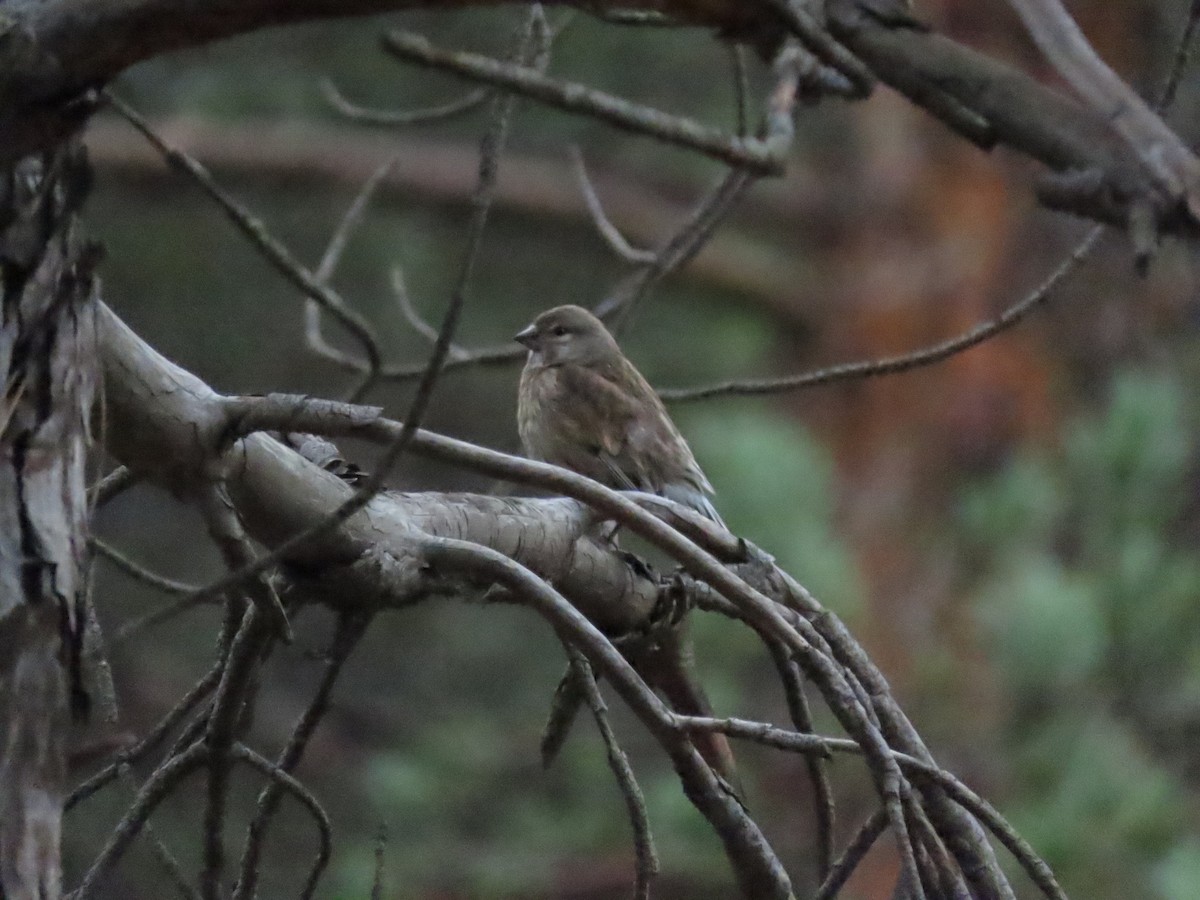 赤胸朱頂雀 - ML644952356