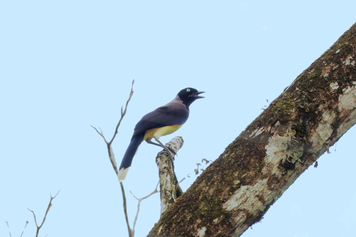 Black-chested Jay - ML644952360