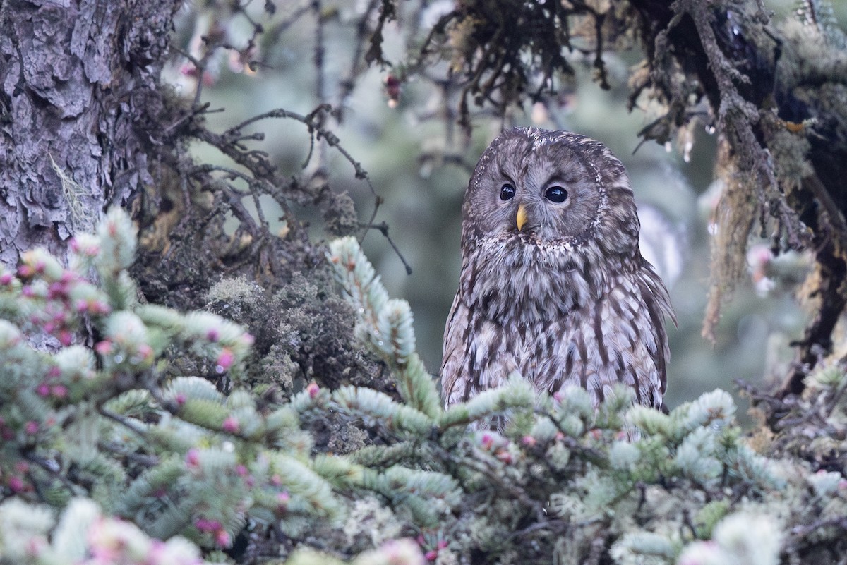 Ural Owl (Pere David's) - ML644952363