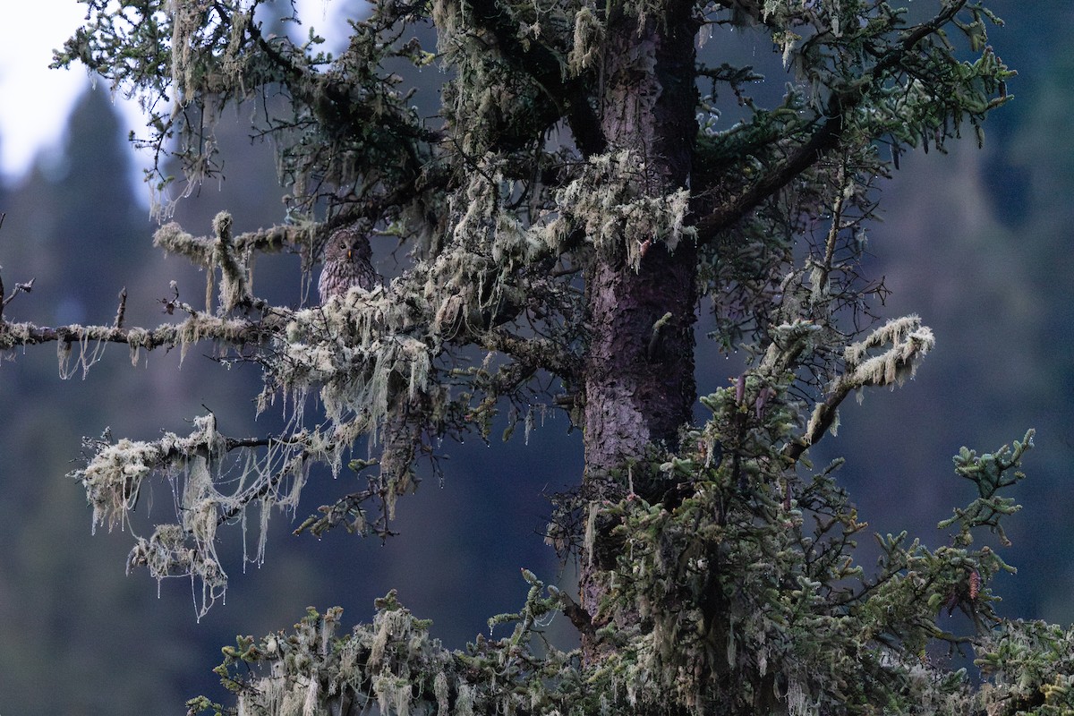 Ural Owl (Pere David's) - ML644952366