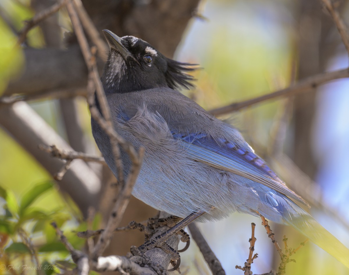 Steller's Jay (Southwest Interior) - ML644952372