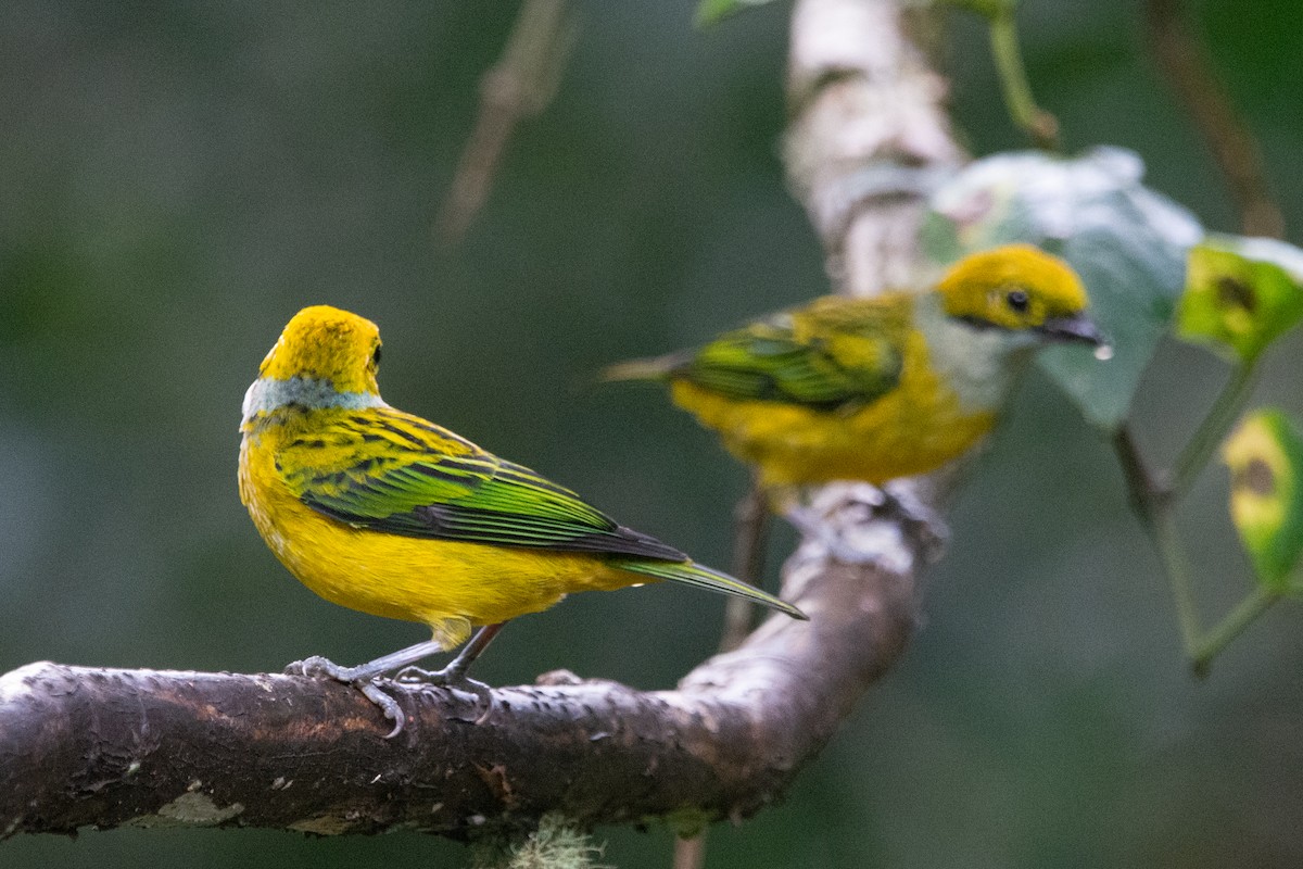 Silver-throated Tanager - ML644952383