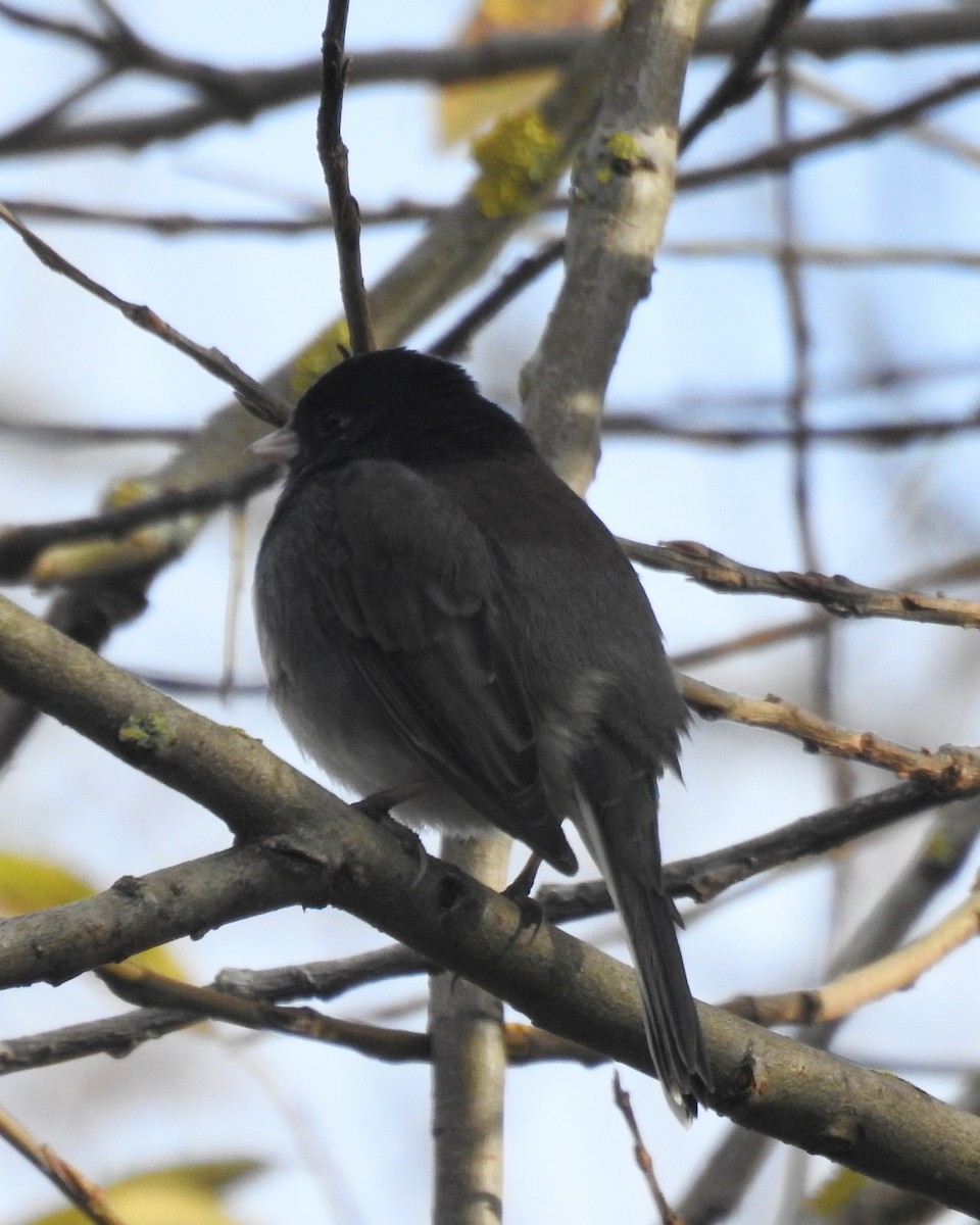 Dark-eyed Junco (cismontanus) - ML644952386