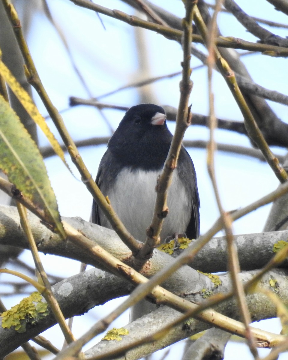 Dark-eyed Junco (cismontanus) - ML644952387
