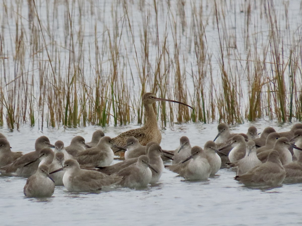 Long-billed Curlew - ML644952394