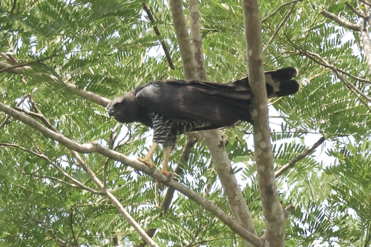 Crested Eagle - ML644952396