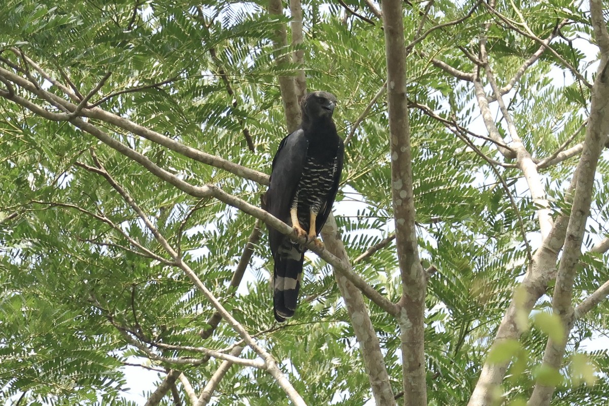 Crested Eagle - ML644952397