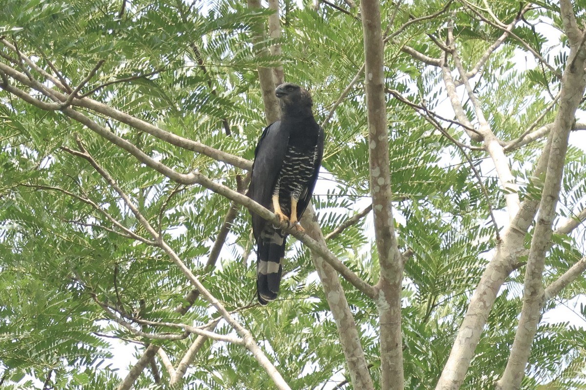 Crested Eagle - ML644952398
