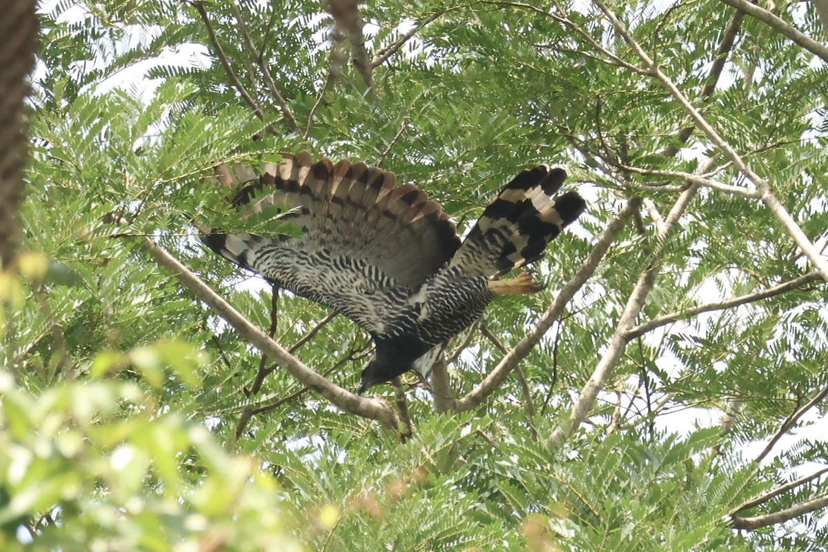 Crested Eagle - ML644952399