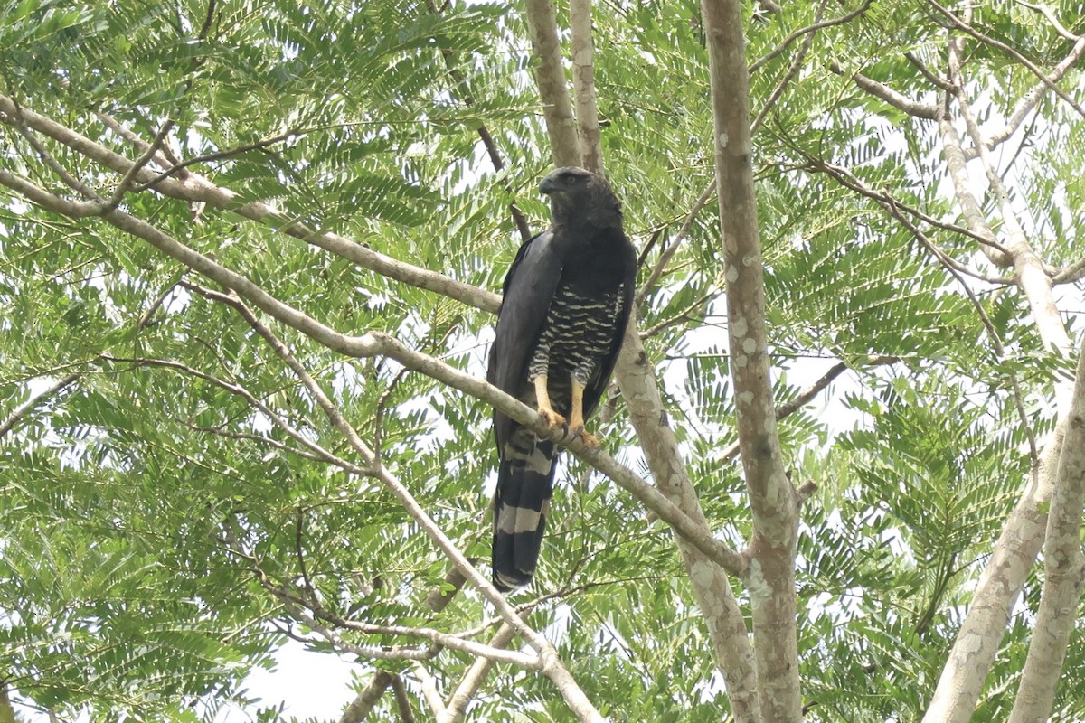 Crested Eagle - ML644952400