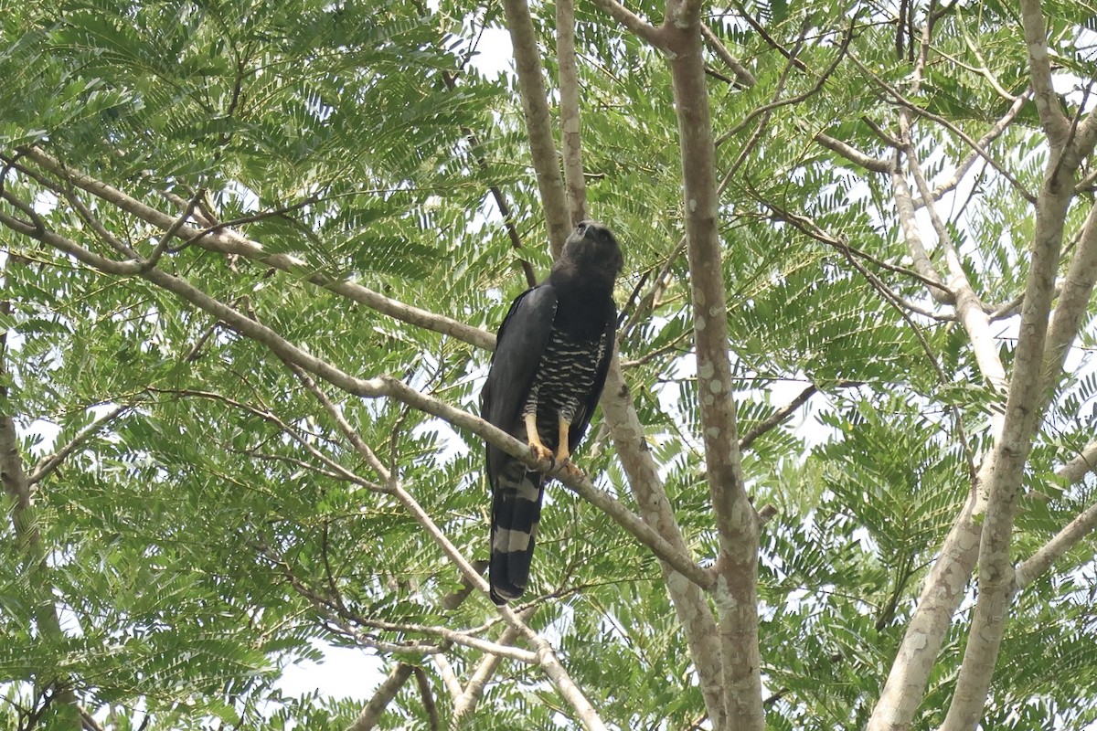 Crested Eagle - ML644952401