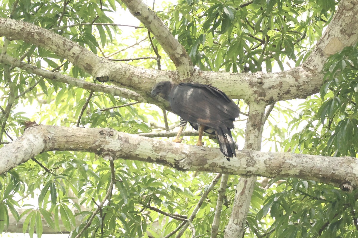 Crested Eagle - ML644952402