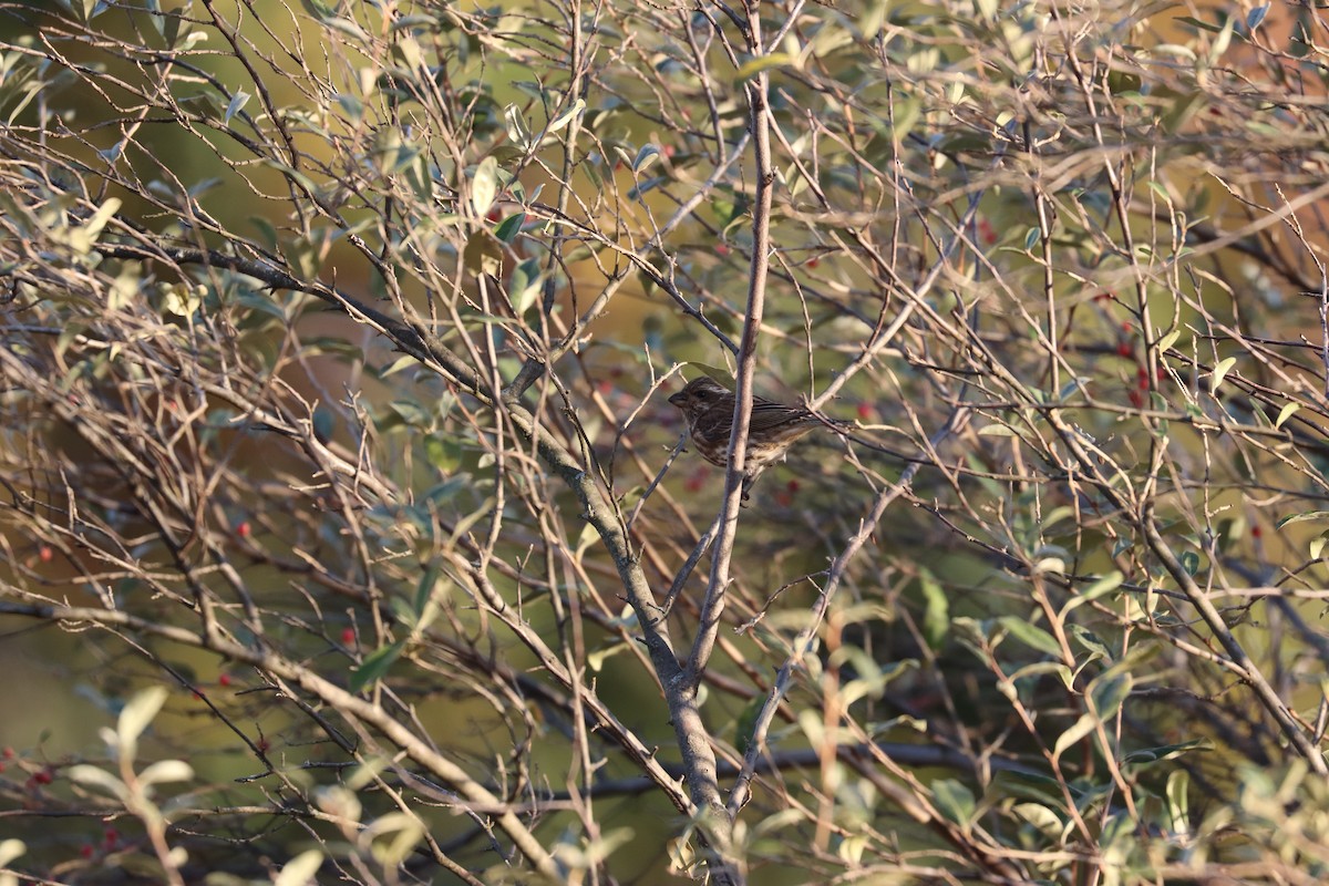 Camachuelo Purpúreo (purpureus) - ML644952405