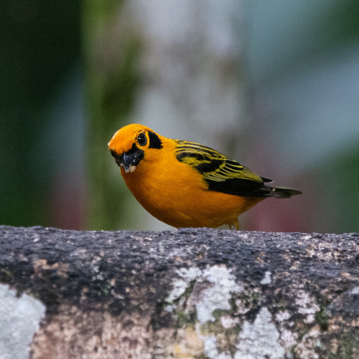 Golden Tanager - ML644952409