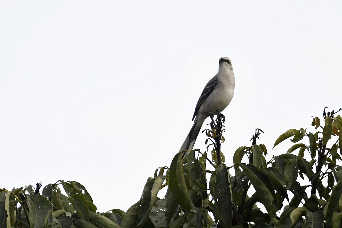 Tropikal Taklitçi - ML644952416