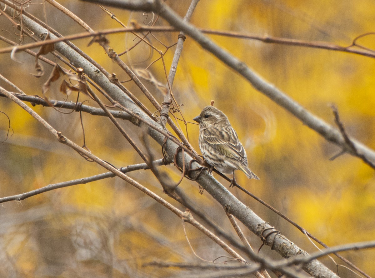 Camachuelo Purpúreo - ML644952417