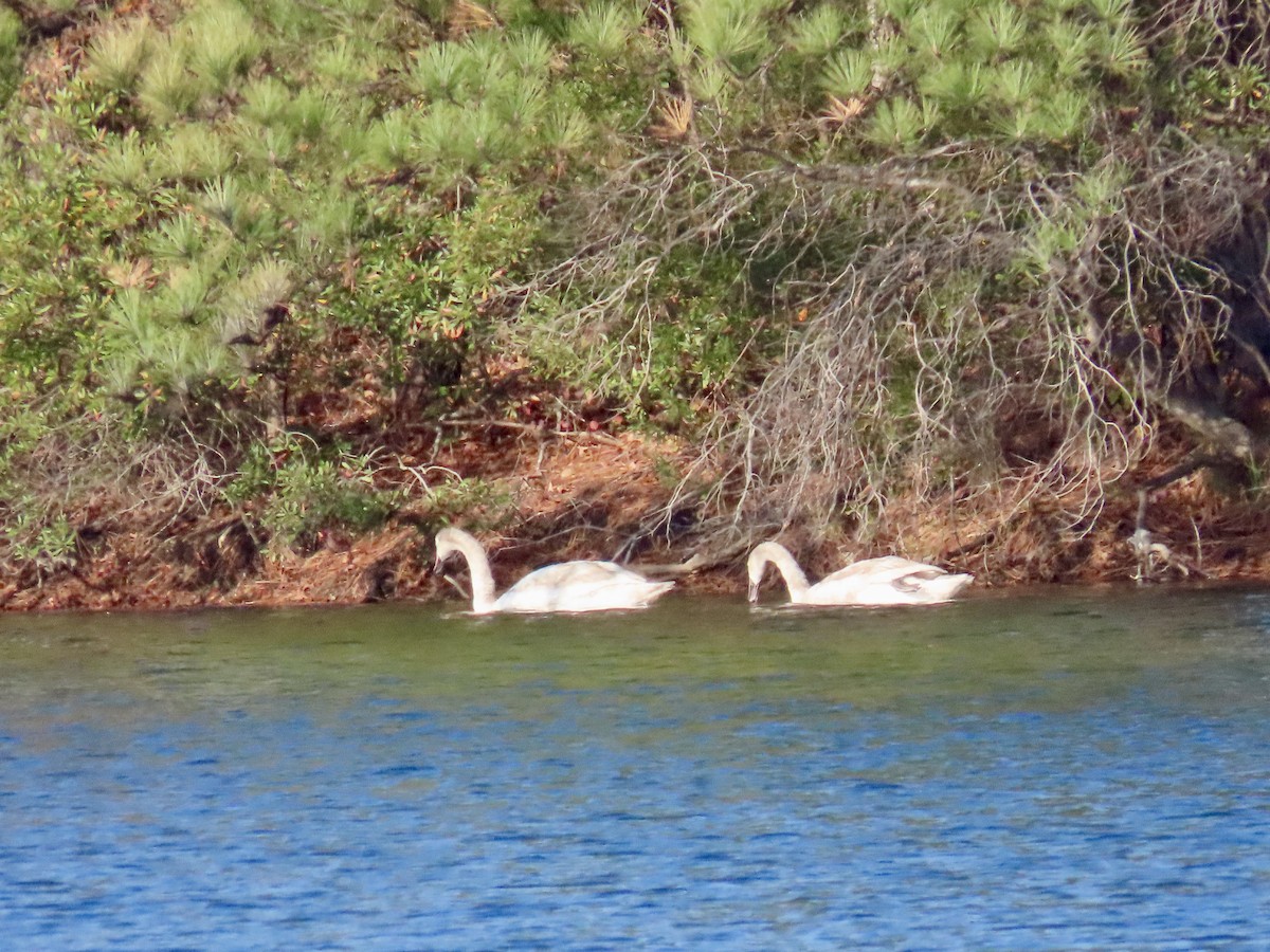 Cigno reale - ML644952435