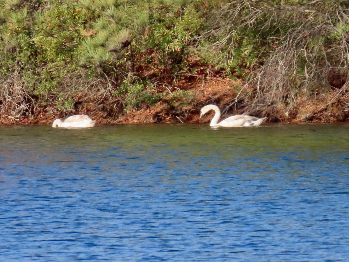 Cigno reale - ML644952436