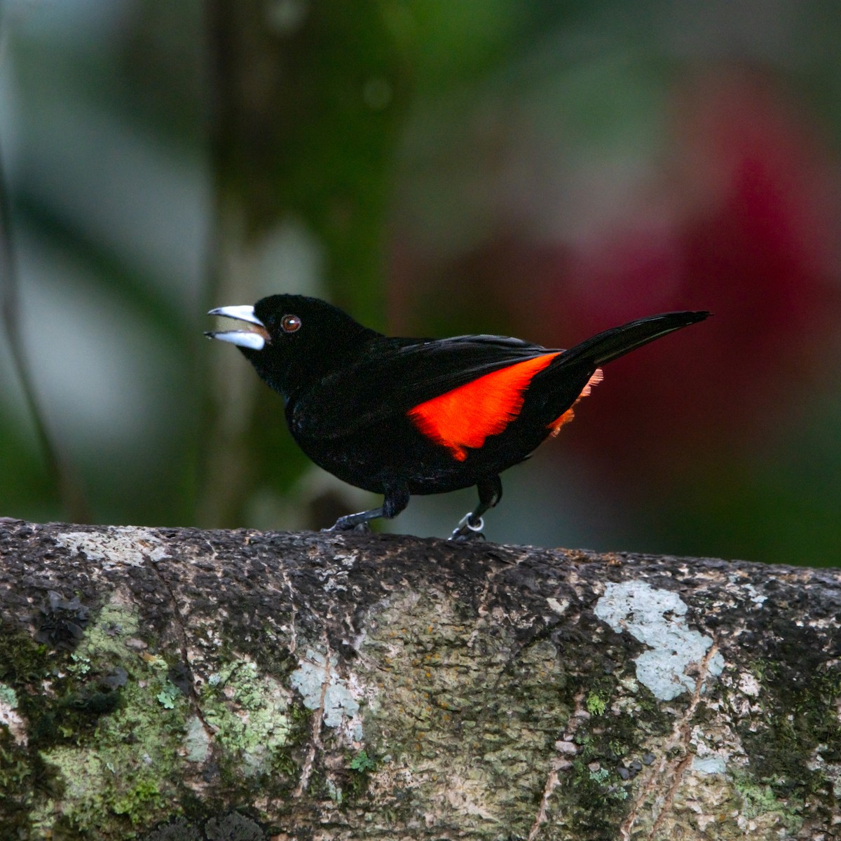 Flame-rumped Tanager - ML644952438