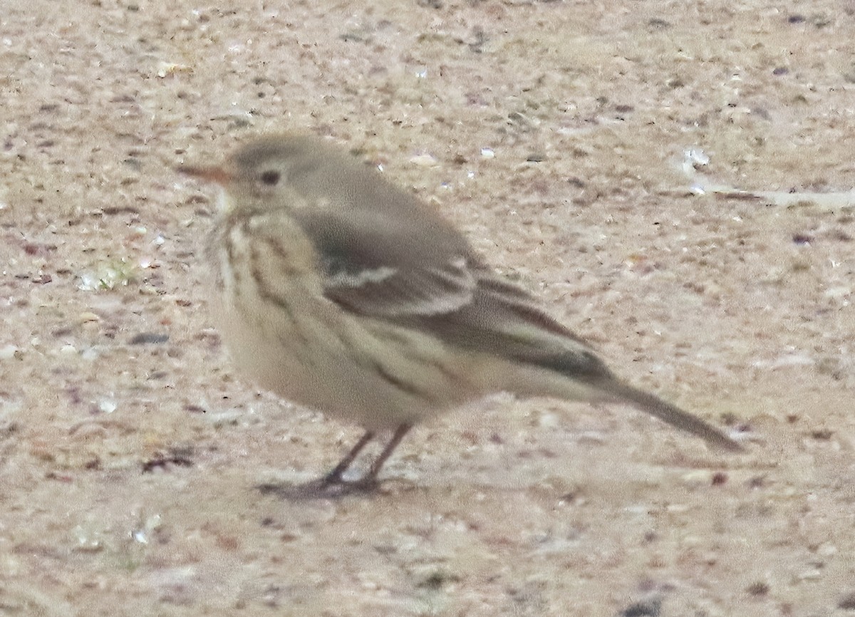 American Pipit - ML644952448