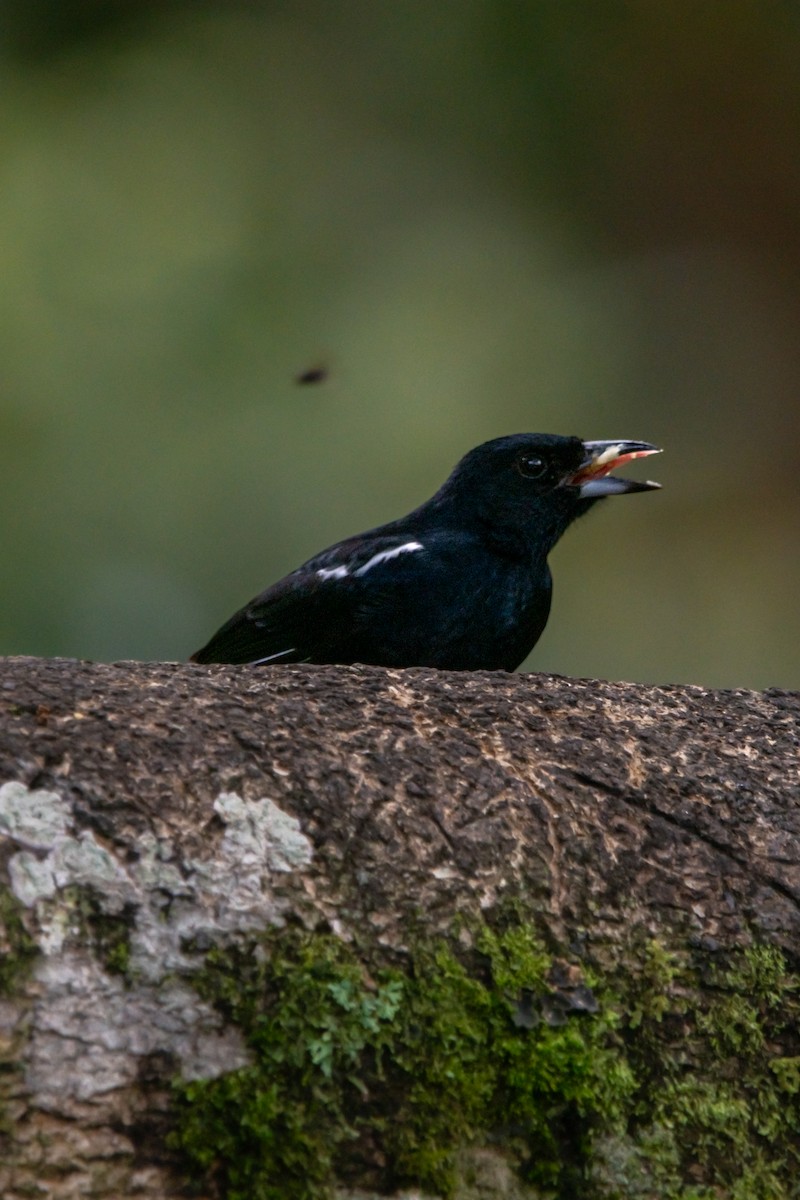 White-lined Tanager - ML644952461