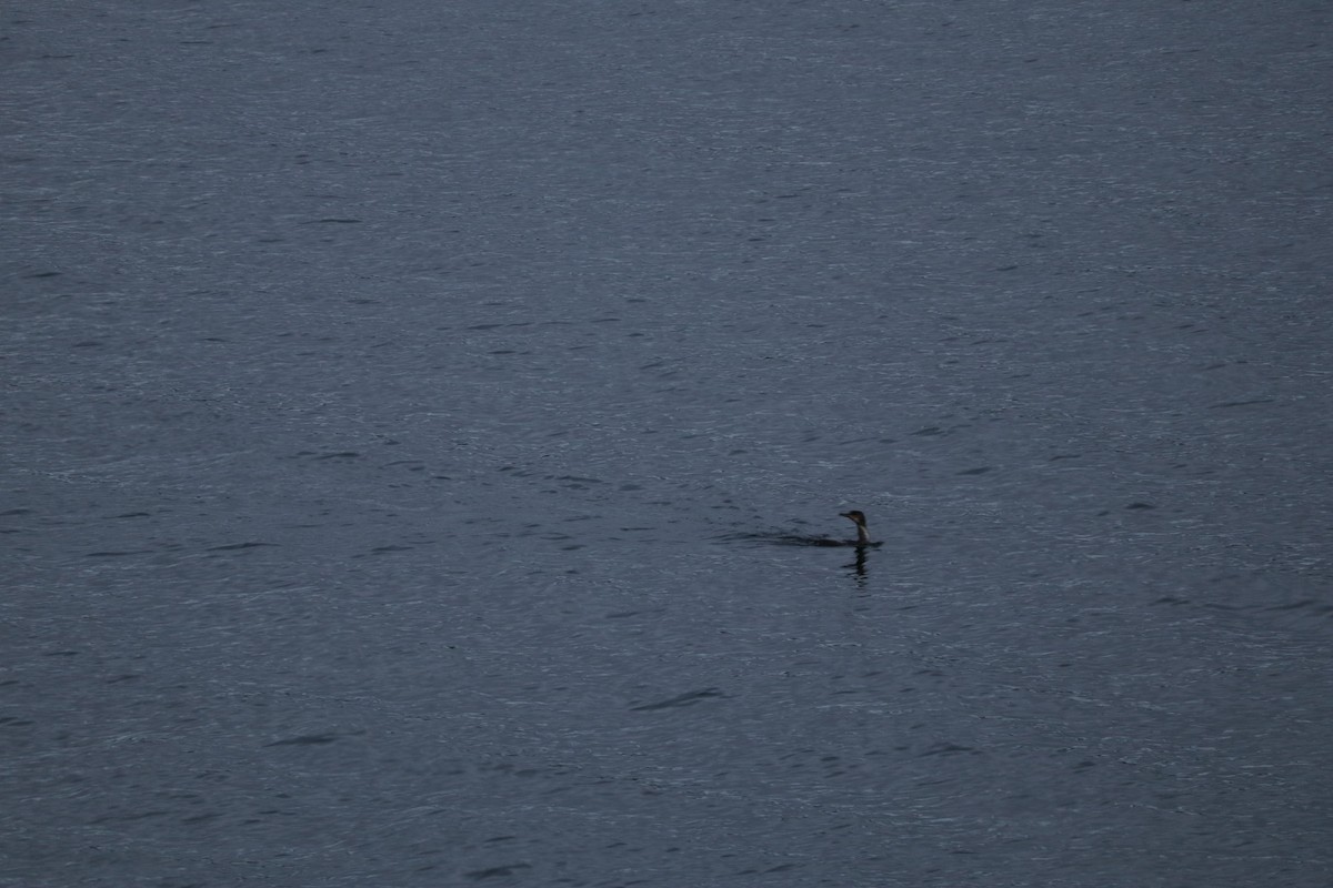 Great Cormorant - ML644952477