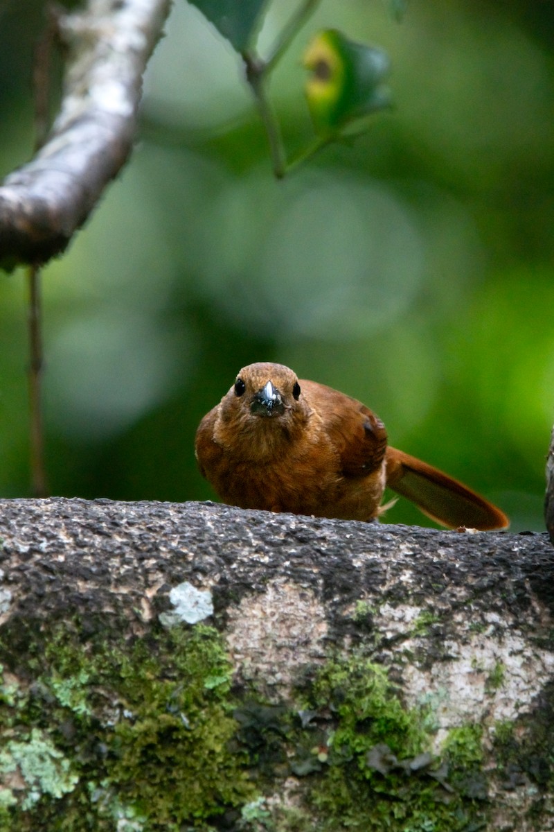 White-lined Tanager - ML644952496