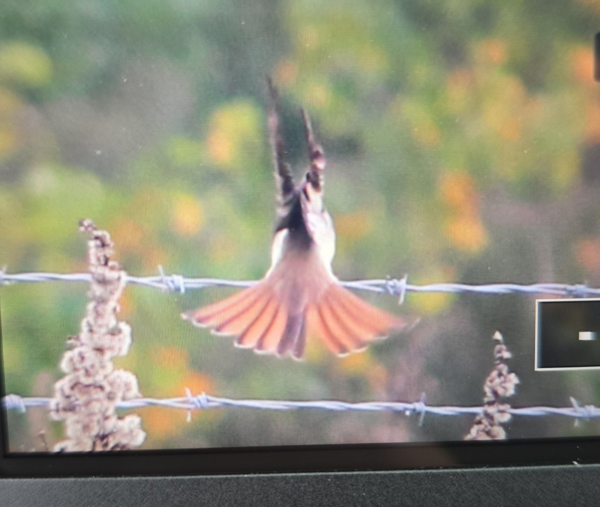 Ash-throated Flycatcher - ML644952498