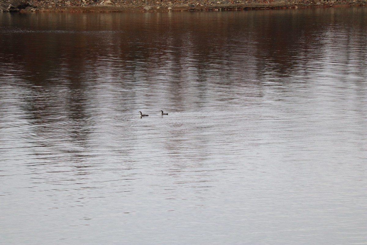 Common Loon - ML644952509