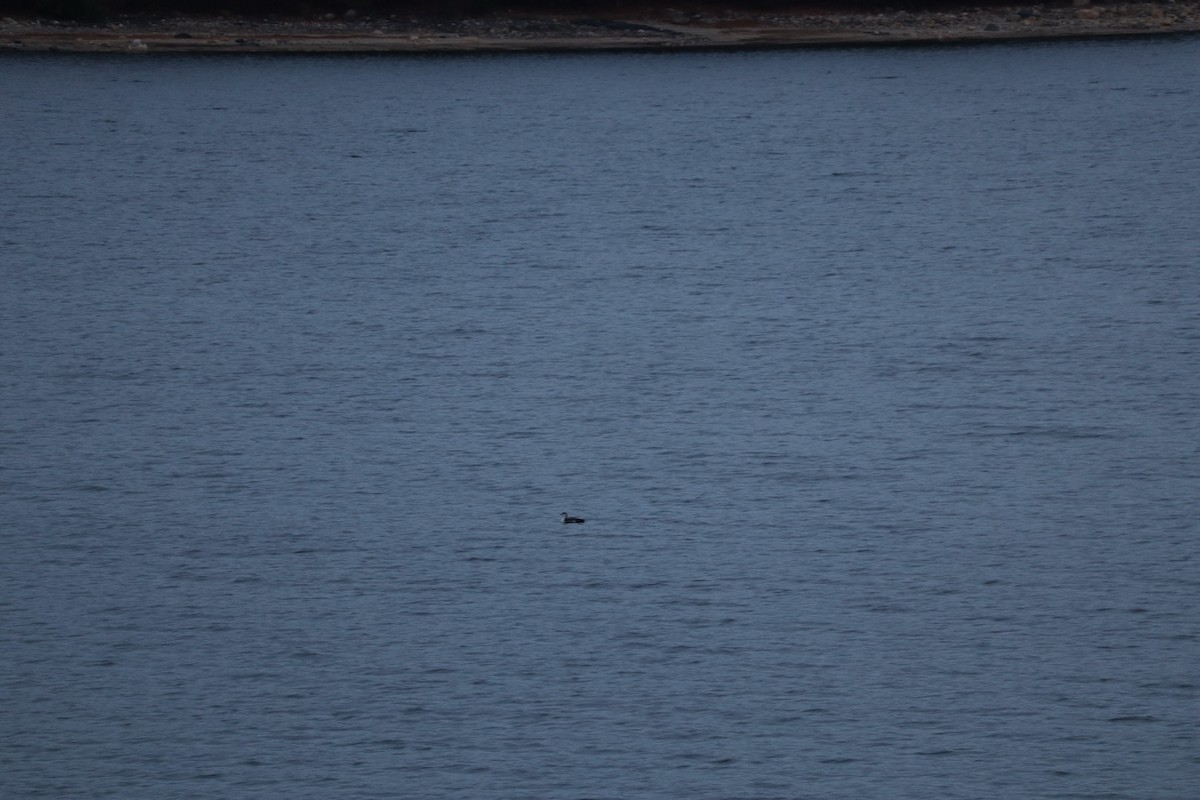 Common Loon - ML644952511