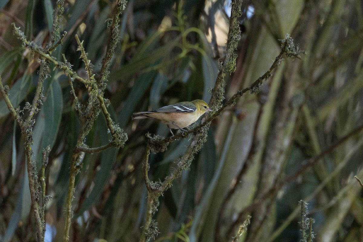 Bay-breasted Warbler - ML644952518
