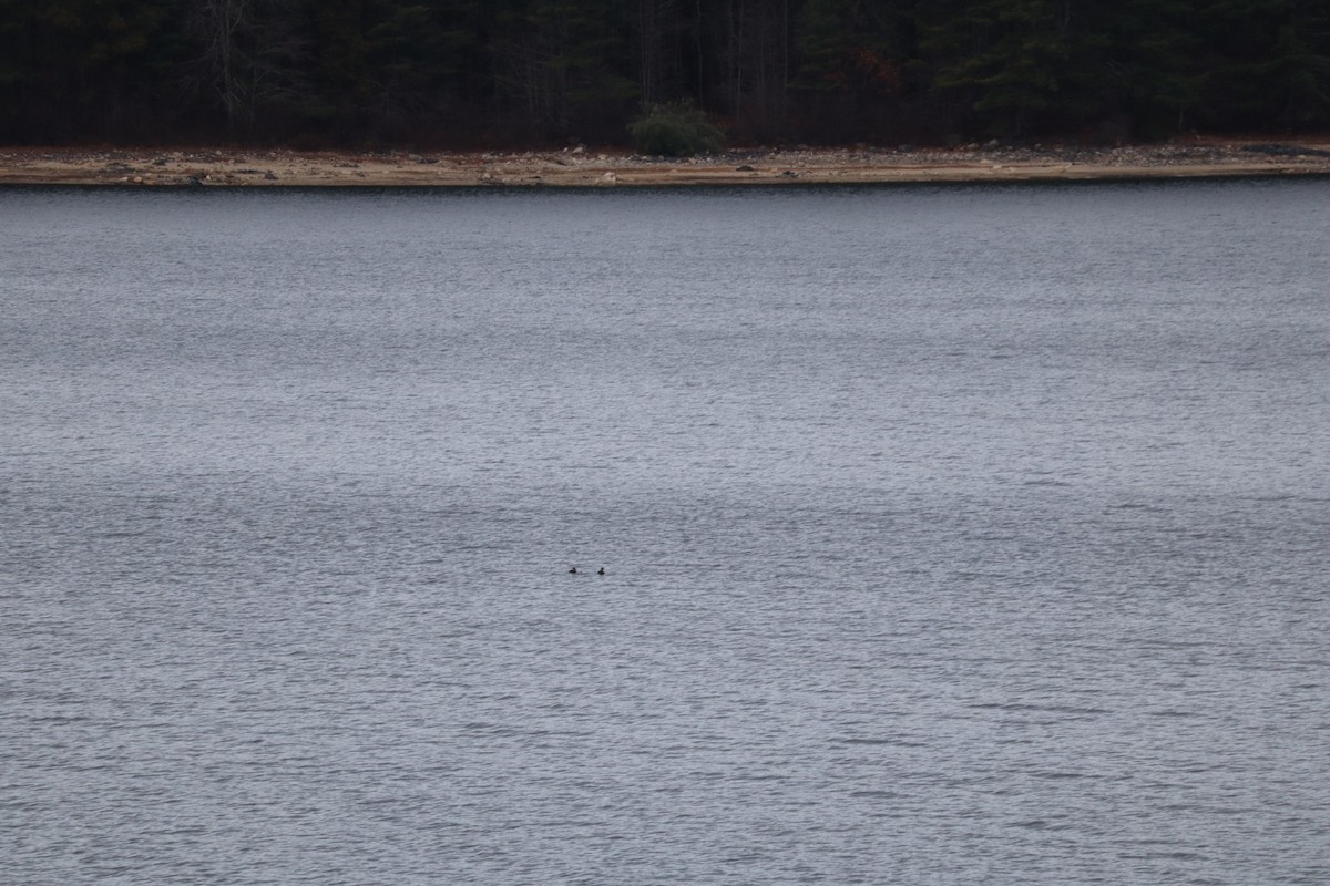 duck sp. - ML644952531