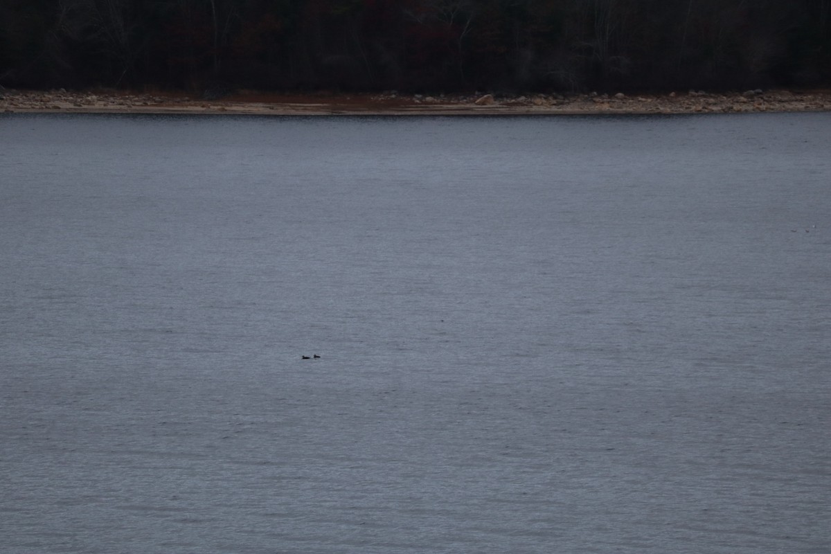 duck sp. - ML644952532