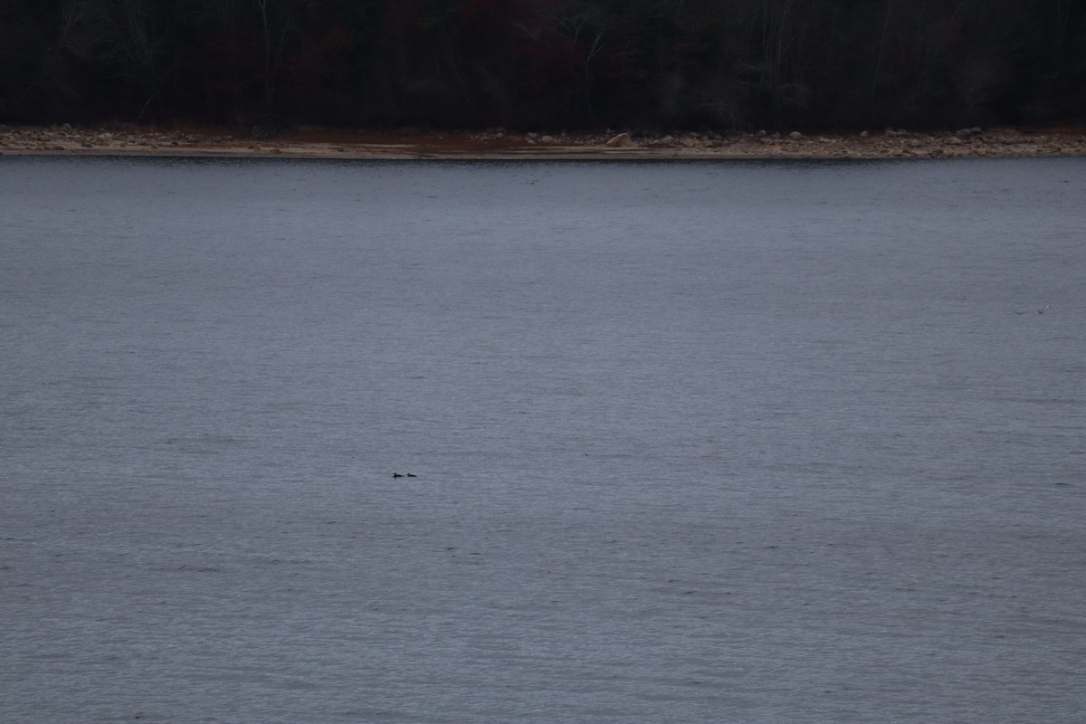 duck sp. - ML644952533