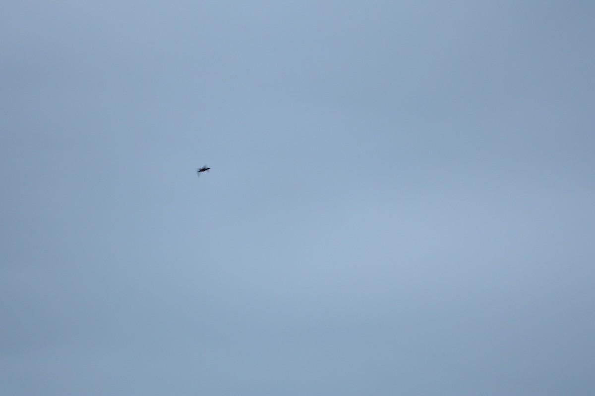 duck sp. - ML644952534