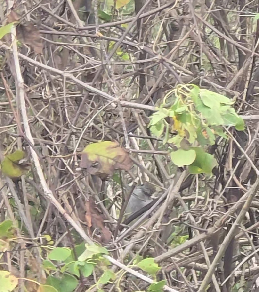 Ash-throated Flycatcher - ML644952535