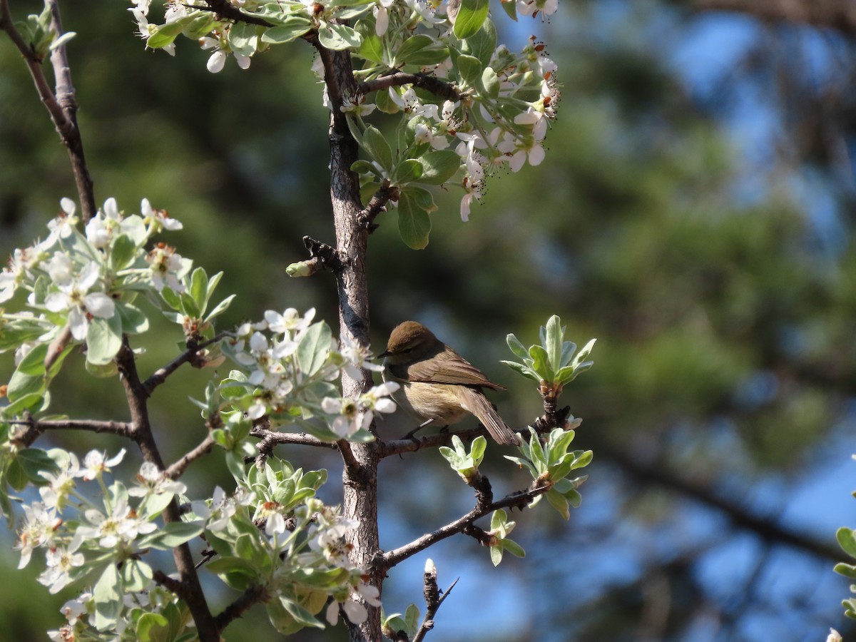 嘰喳柳鶯 - ML644952546