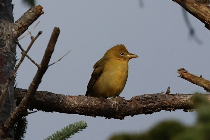 Summer Tanager - ML644952550