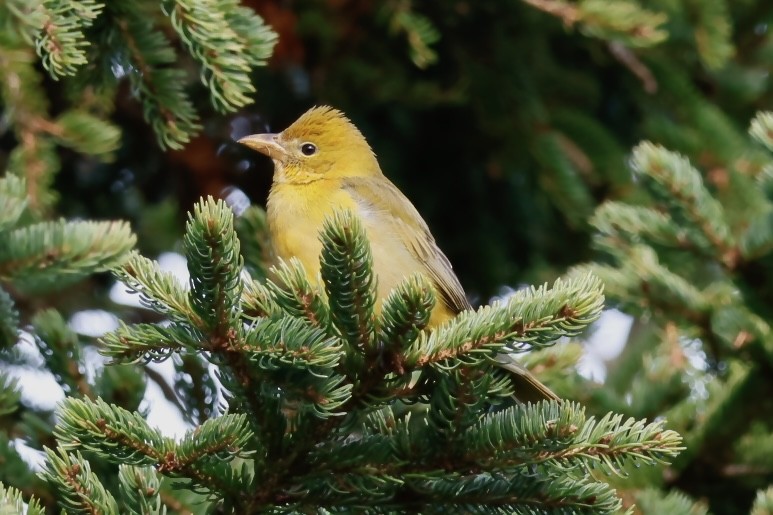 Summer Tanager - ML644952551