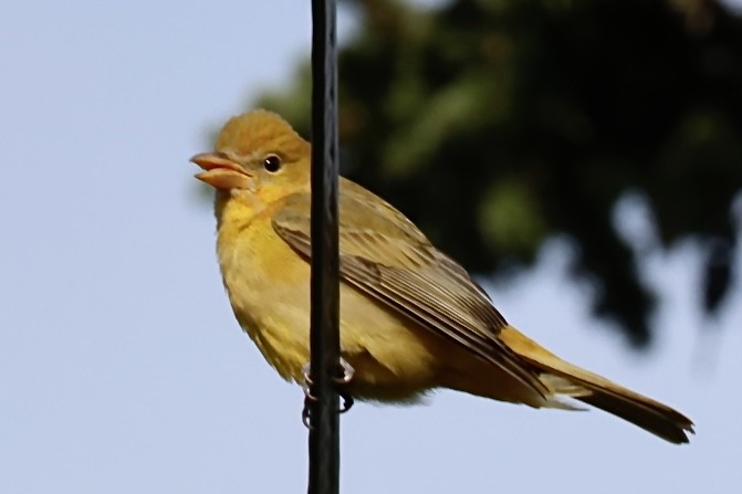 Summer Tanager - ML644952552