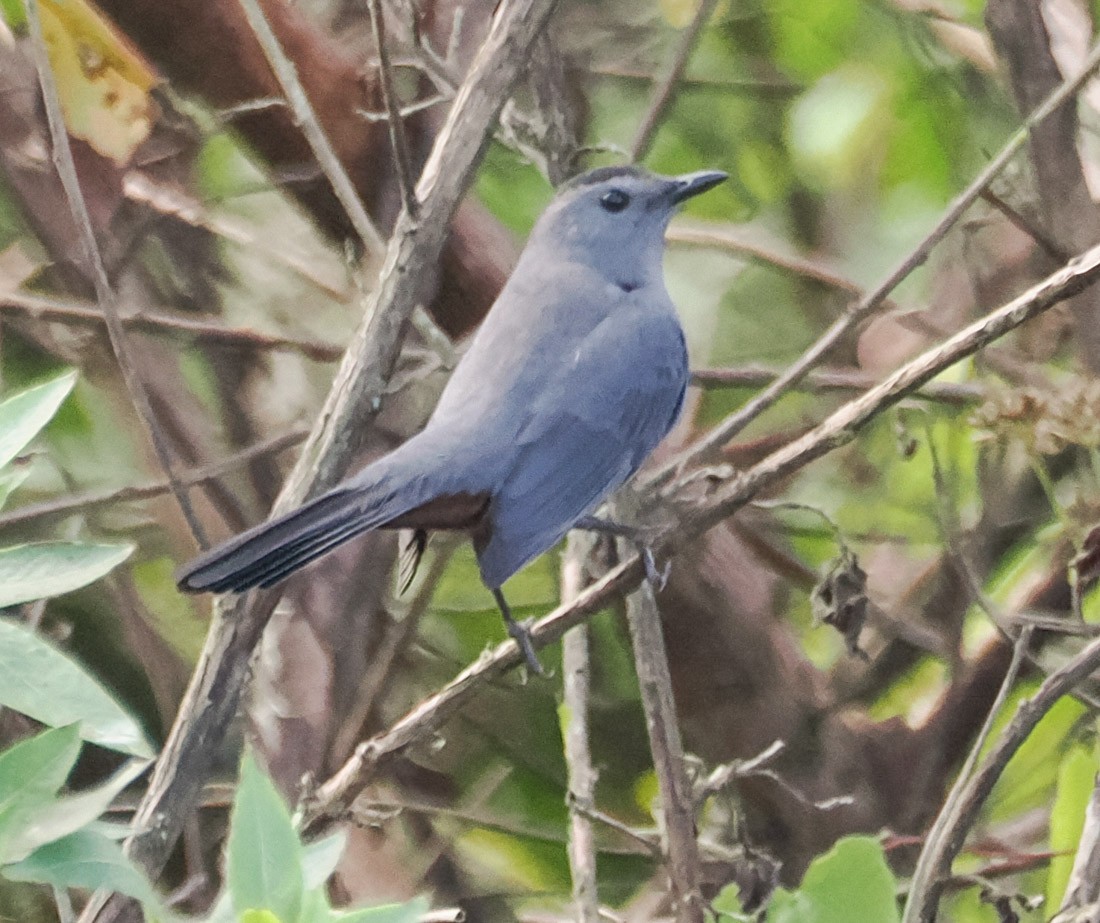 Gray Catbird - ML644952553