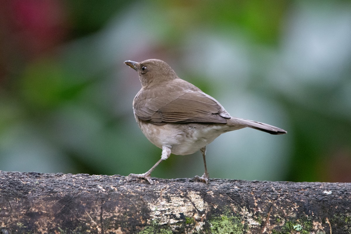 Black-billed Thrush - ML644952554