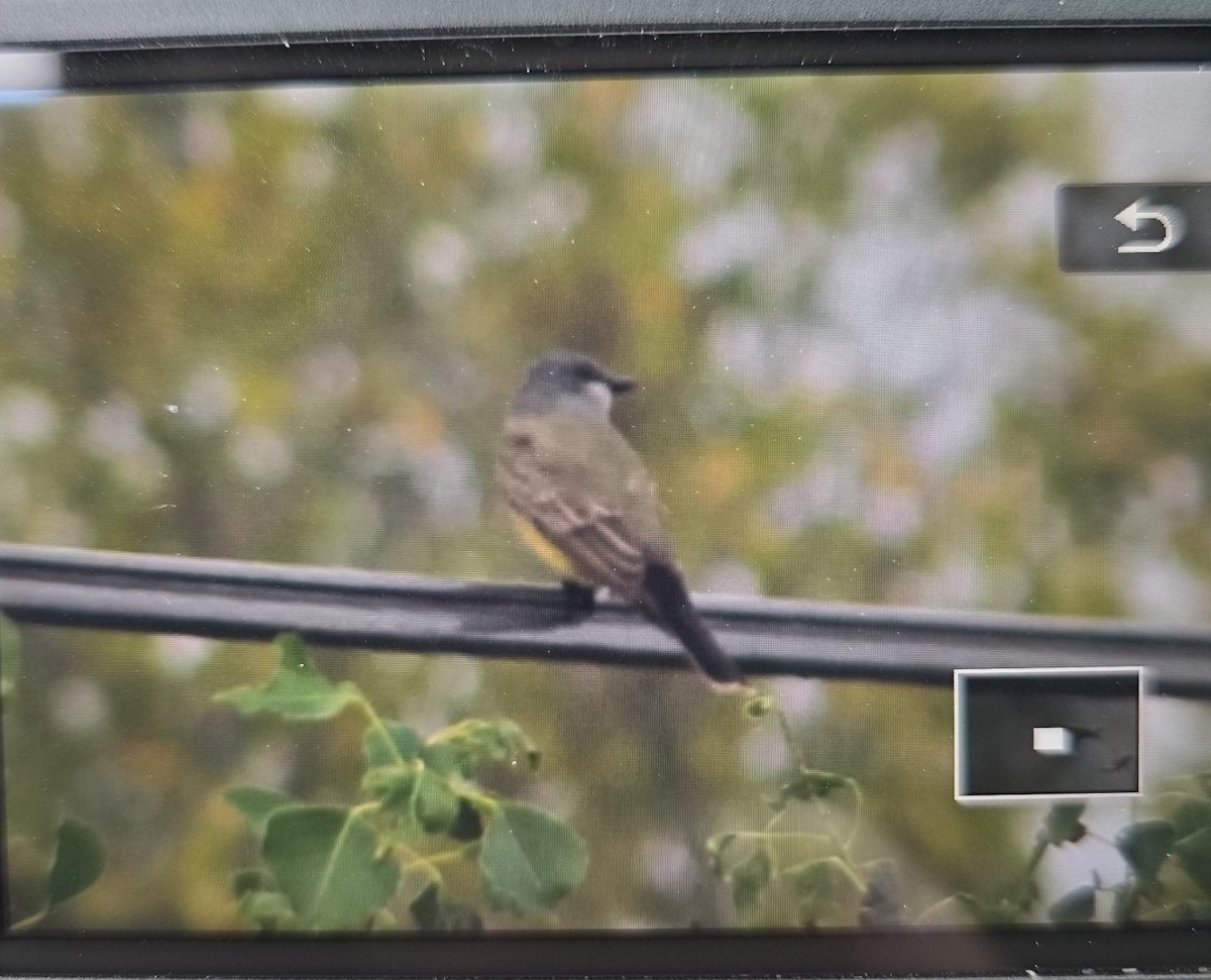 Cassin's Kingbird - ML644952564