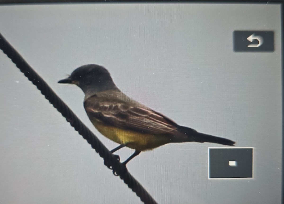 Cassin's Kingbird - ML644952565